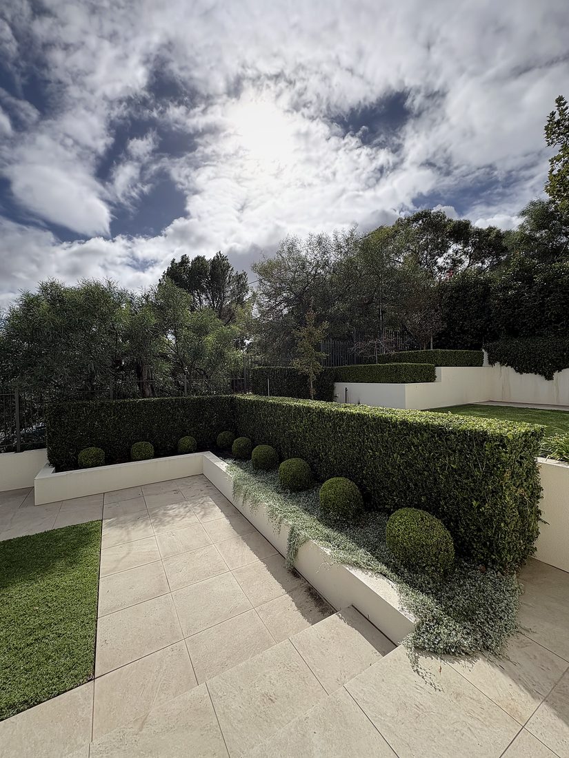 Formal clipped hedge and topiary beside modern paving