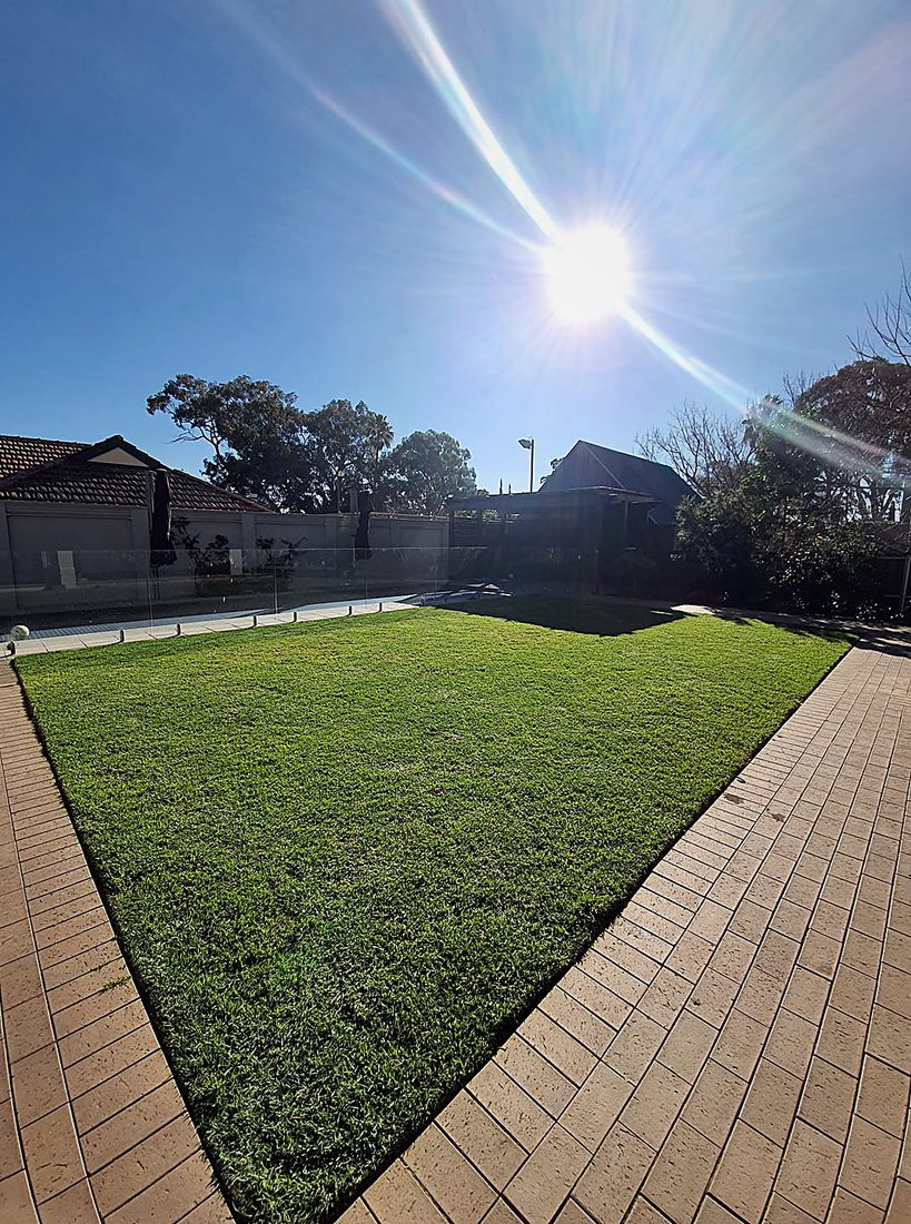New lawn bordered by pavers in a sunny backyard