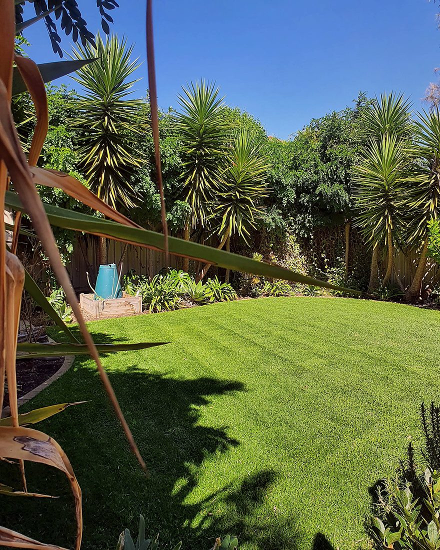 Striped, freshly-mown lawn framed by tropical planting