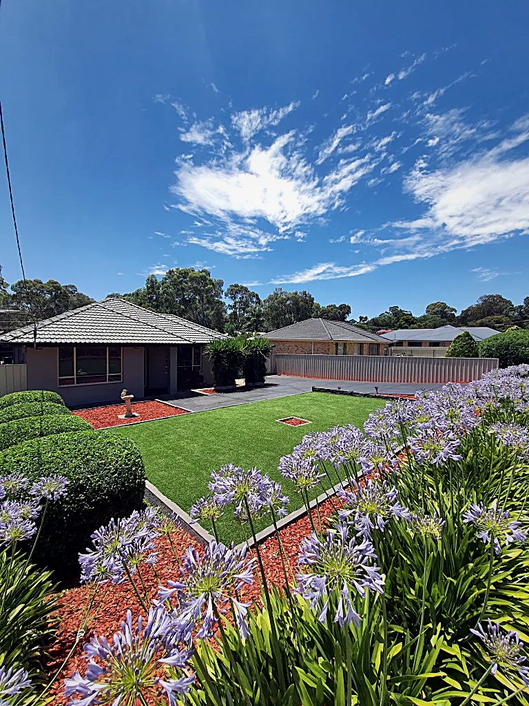 Front garden with lawn and agapanthus in bloom