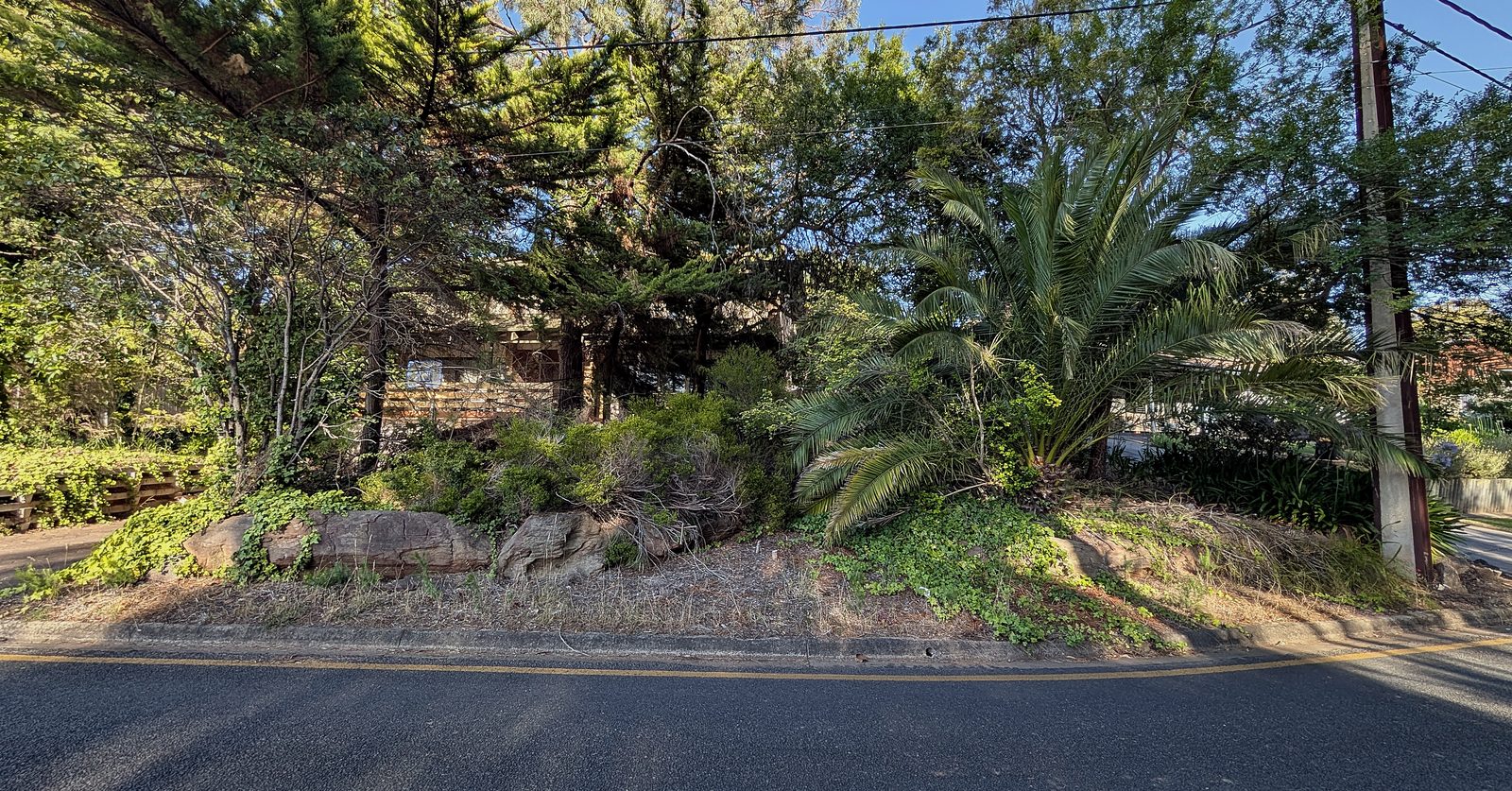 The overgrown, weedy embankment before clean-up