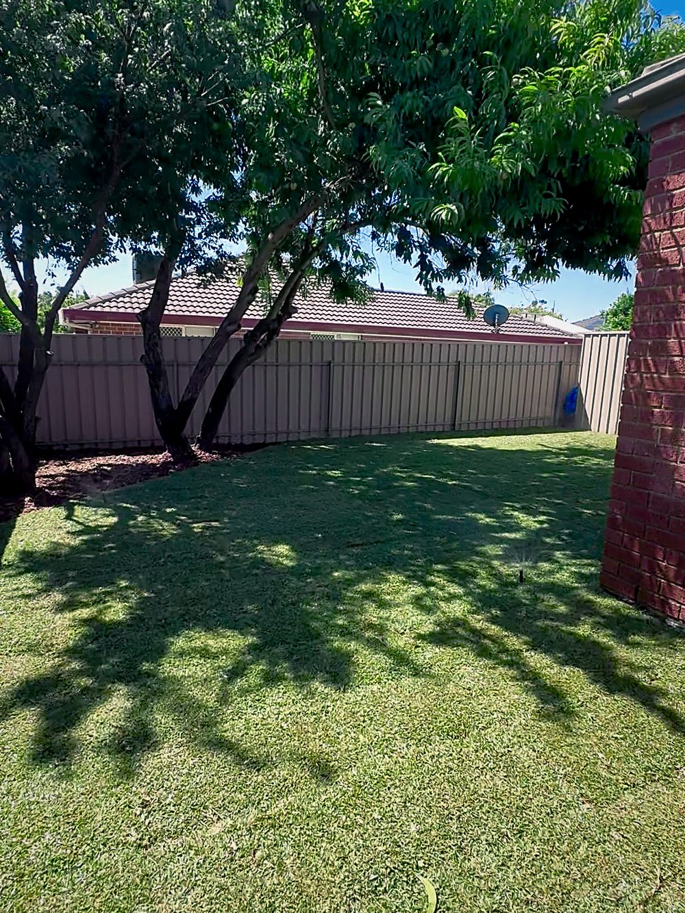 A revived green backyard lawn under a shade tree after Iris